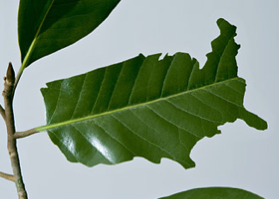 Usa Leaf 2