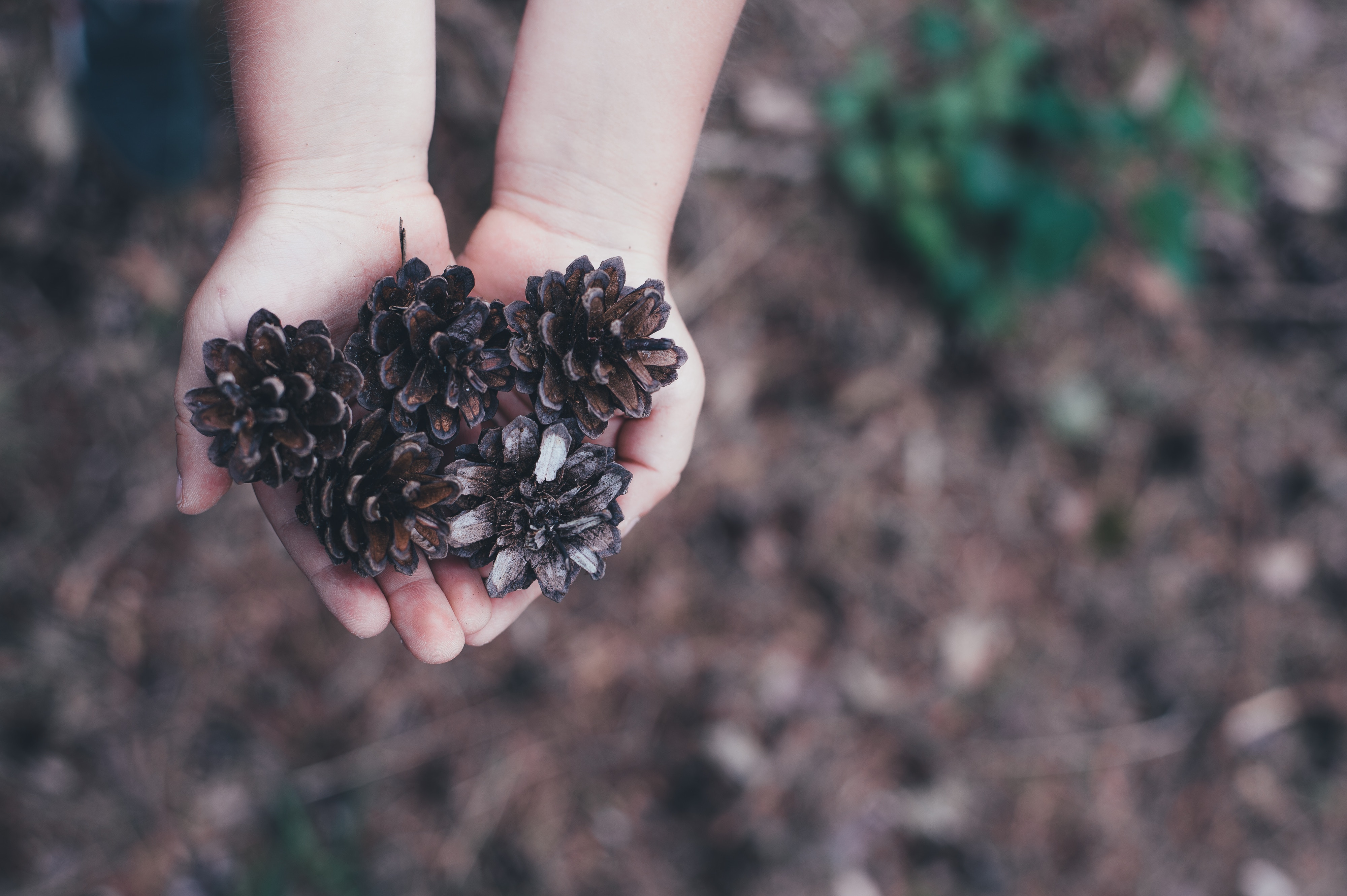 Pinecones